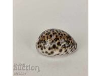 Ενδιαφέρον κοχύλι ραπάν Cypraea Tigris 68 χιλ. #5943