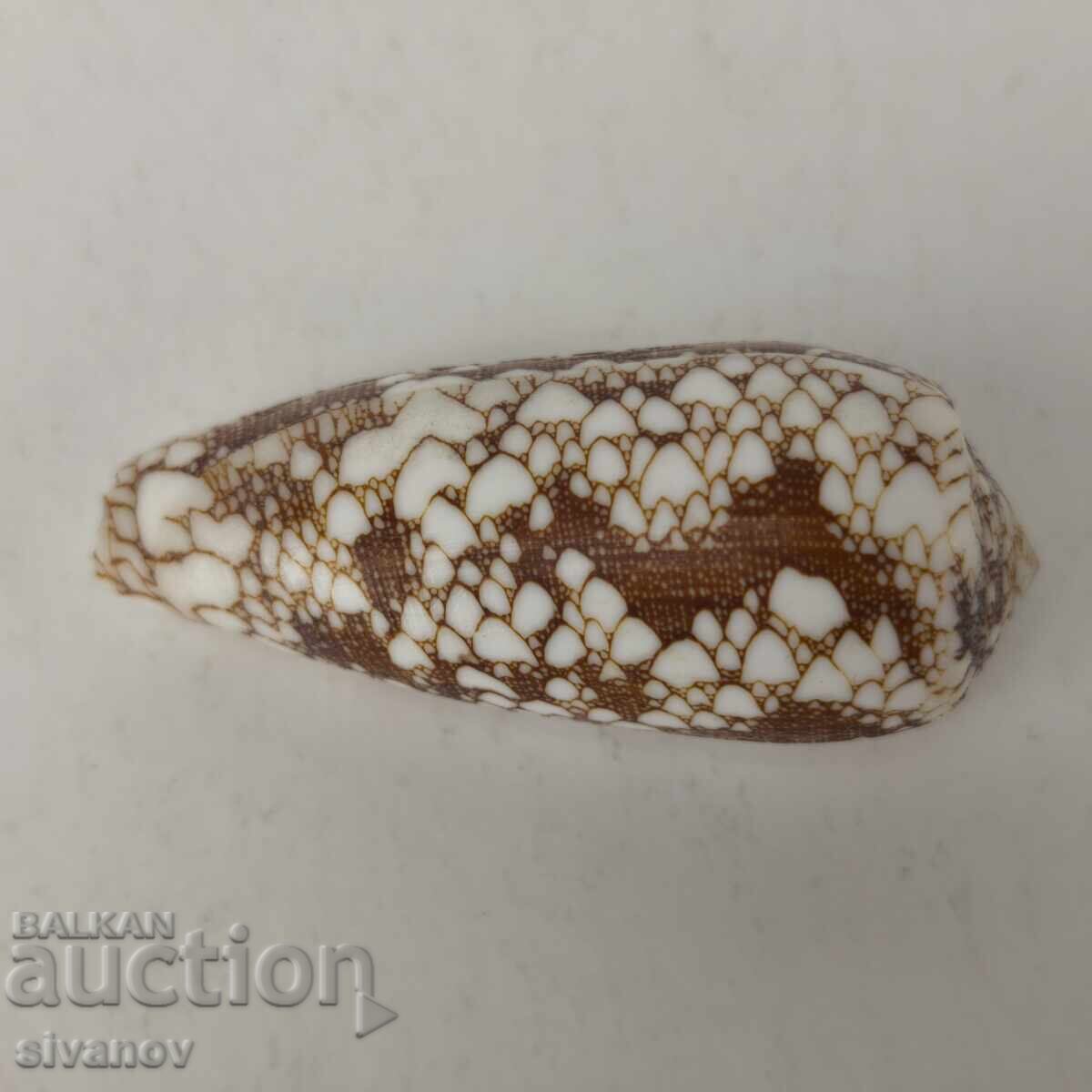 Ενδιαφέρον κοχύλι ραπάνι Conus Omaria 60 χιλ. #5944 με τιμή 9.99 BGN | € 5.11