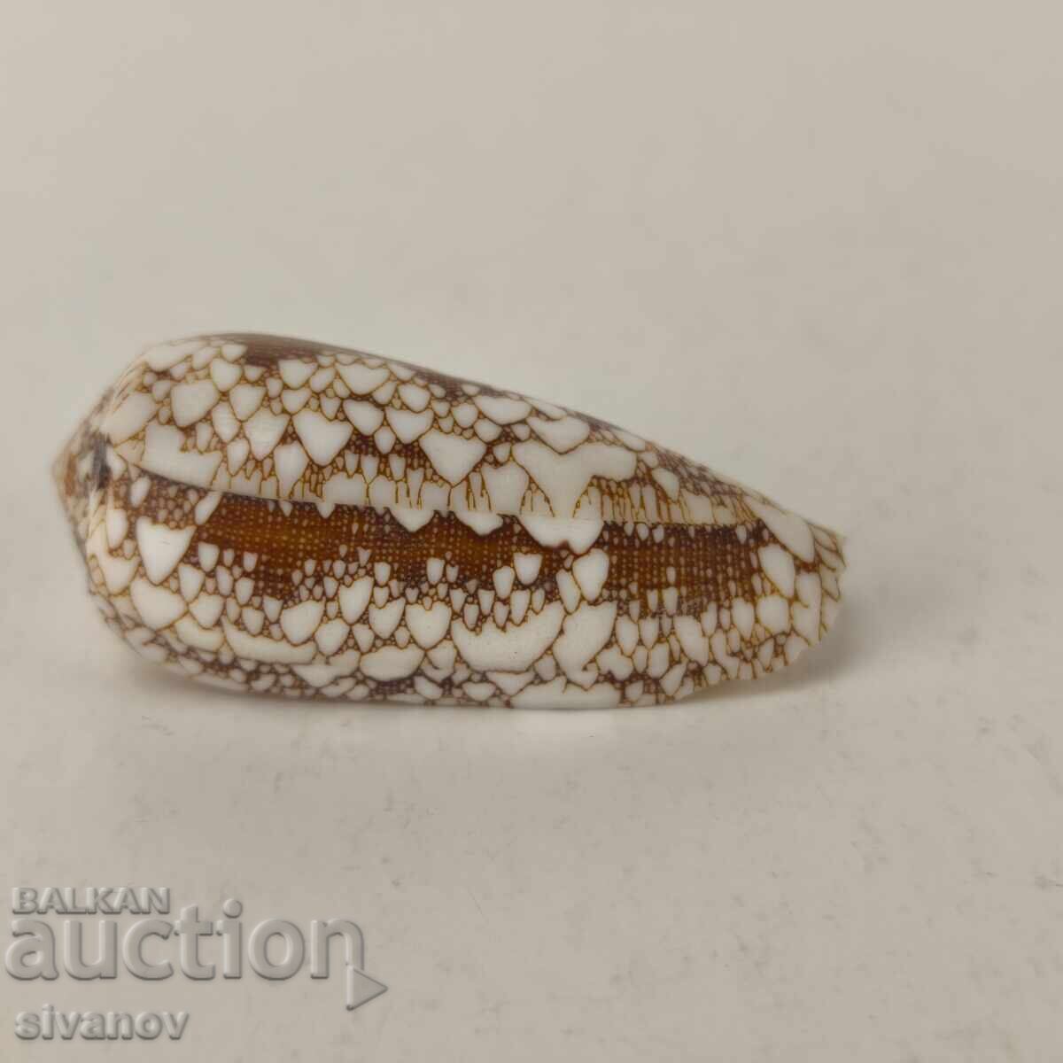 Δημοπρασία Ενδιαφέρον κοχύλι ραπάνι Conus Omaria 60 χιλ. #5944