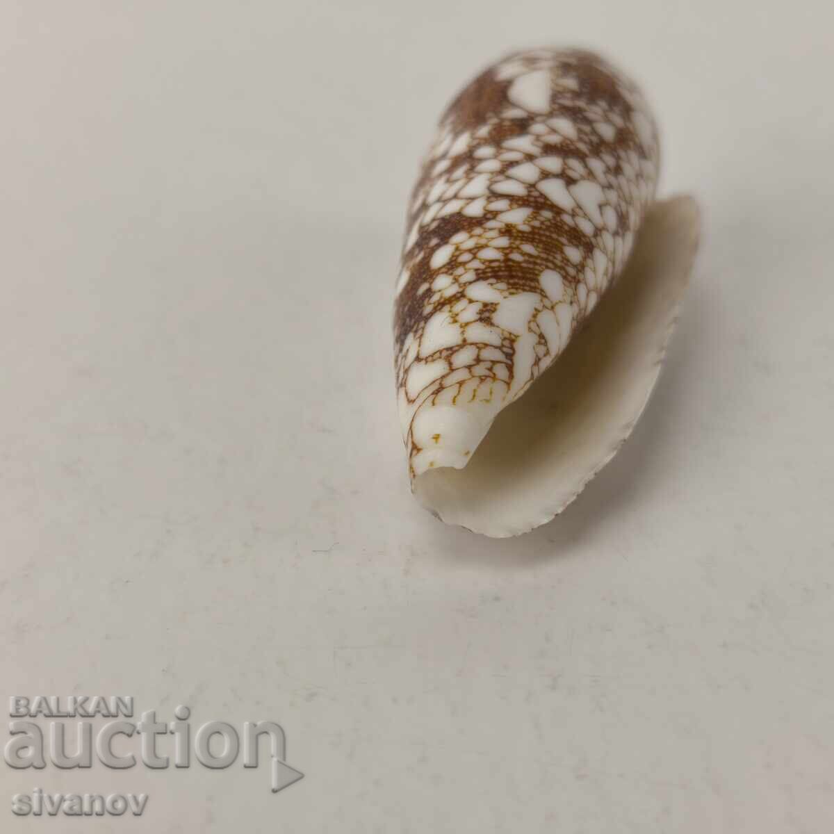 Παράδοση Ενδιαφέρον κοχύλι ραπάνι Conus Omaria 60 χιλ. #5944