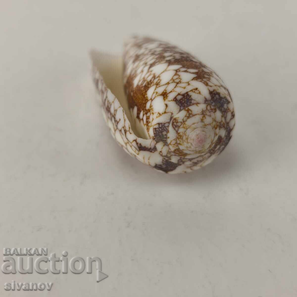 Ενδιαφέρον κοχύλι ραπάνι Conus Omaria 60 χιλ. #5944 - 5