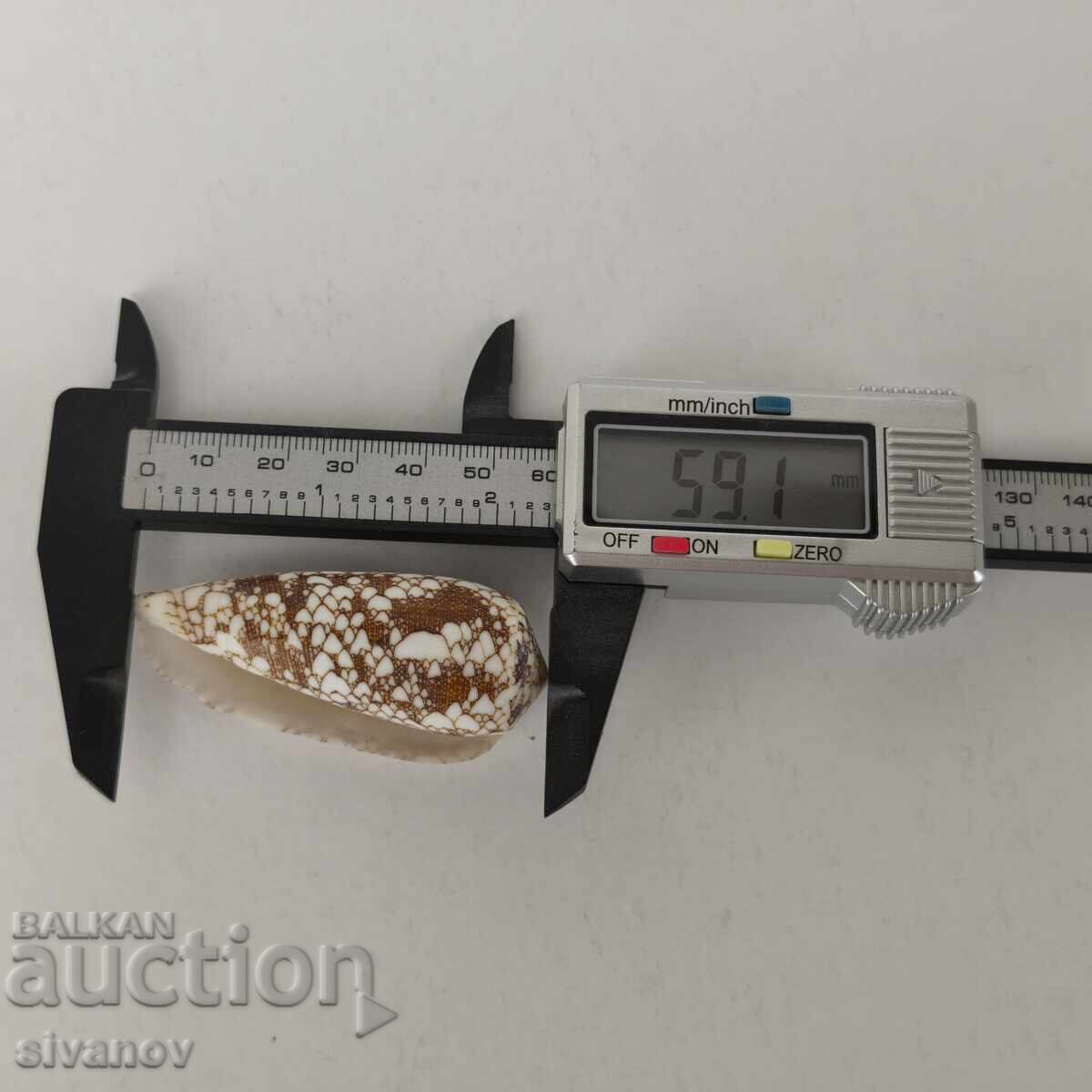 Ενδιαφέρον κοχύλι ραπάνι Conus Omaria 60 χιλ. #5944 - 6