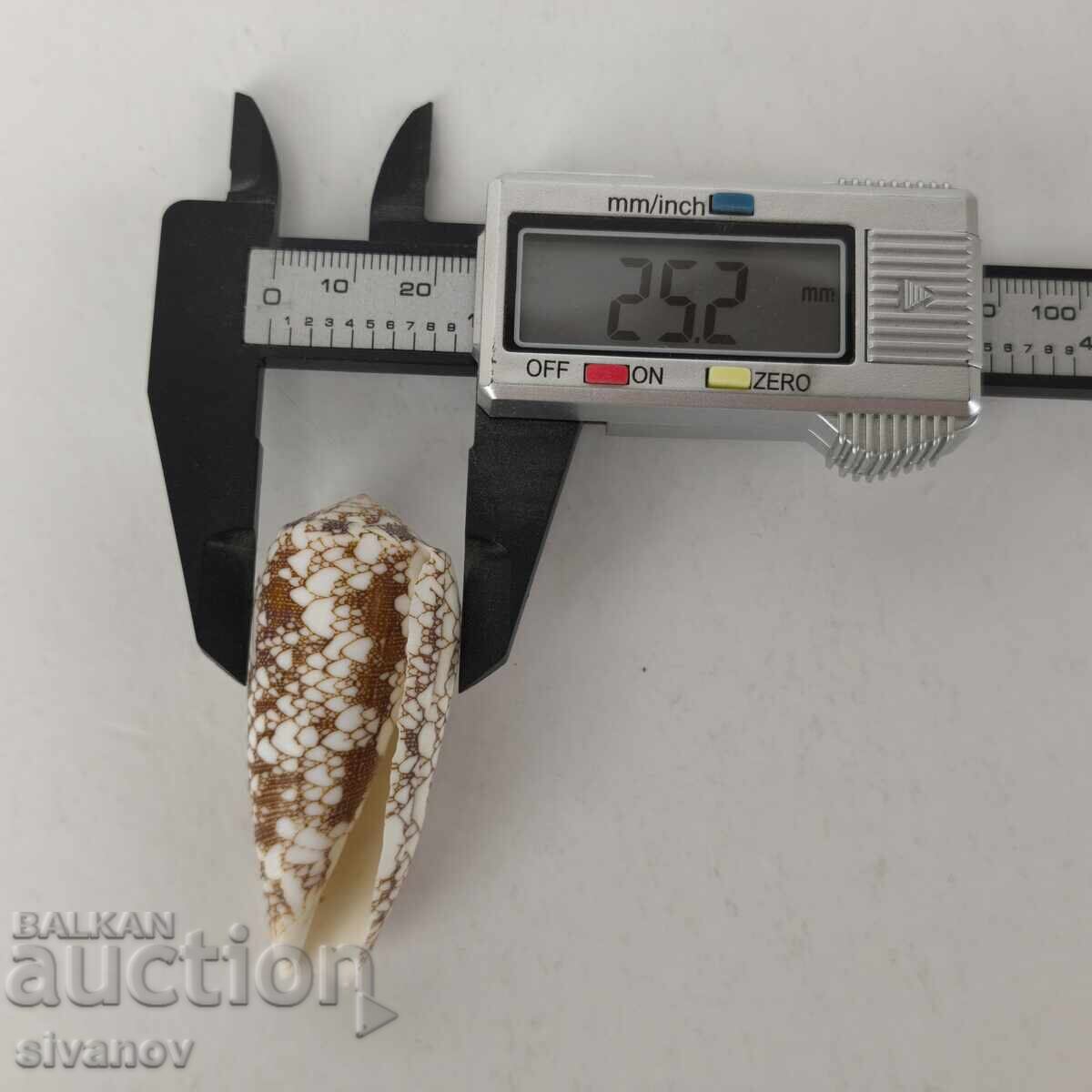 Ενδιαφέρον κοχύλι ραπάνι Conus Omaria 60 χιλ. #5944 - 7