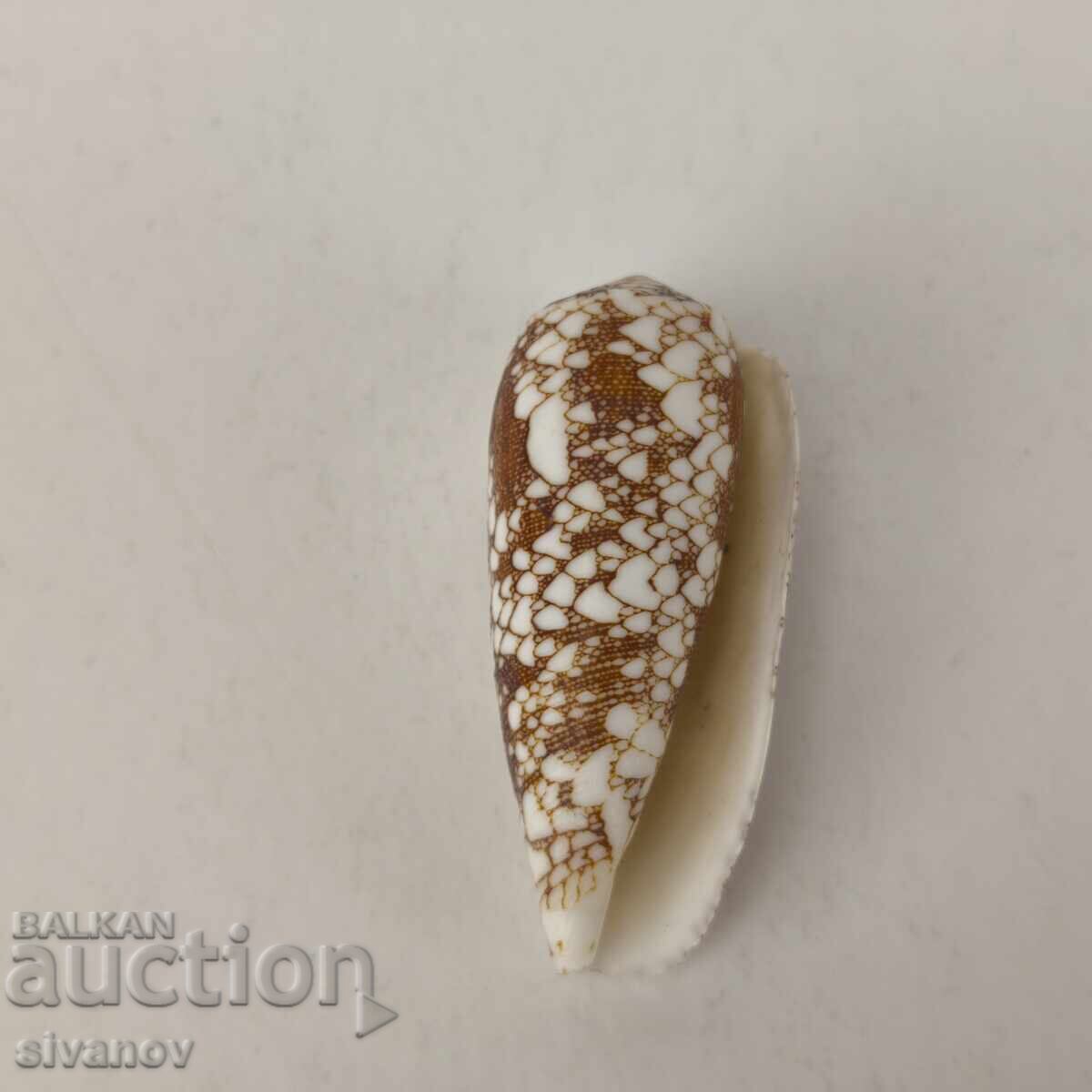 Ενδιαφέρον κοχύλι ραπάνι Conus Omaria 60 χιλ. #5944