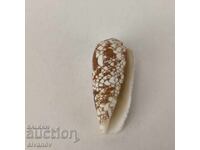 Interesantă cochilie de melc rapana Conus Omaria 60 mm #5944