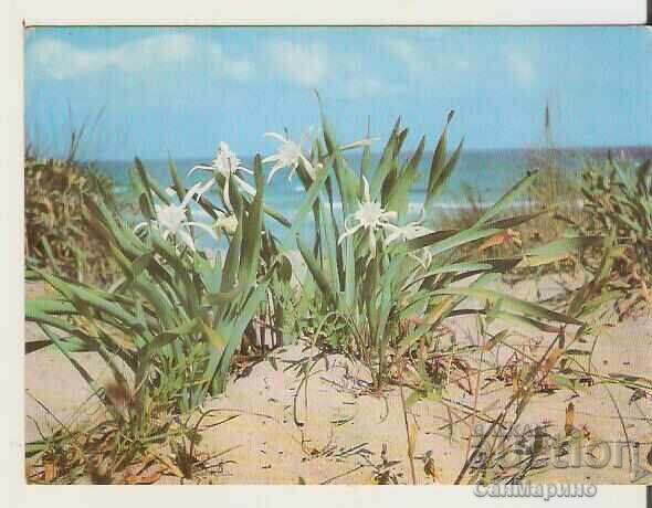 Bulgaria Postcard Sozopol Camping "Kavatsi" 6**