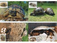 2016 WWF-костенурки, комп. 4 карти максимум