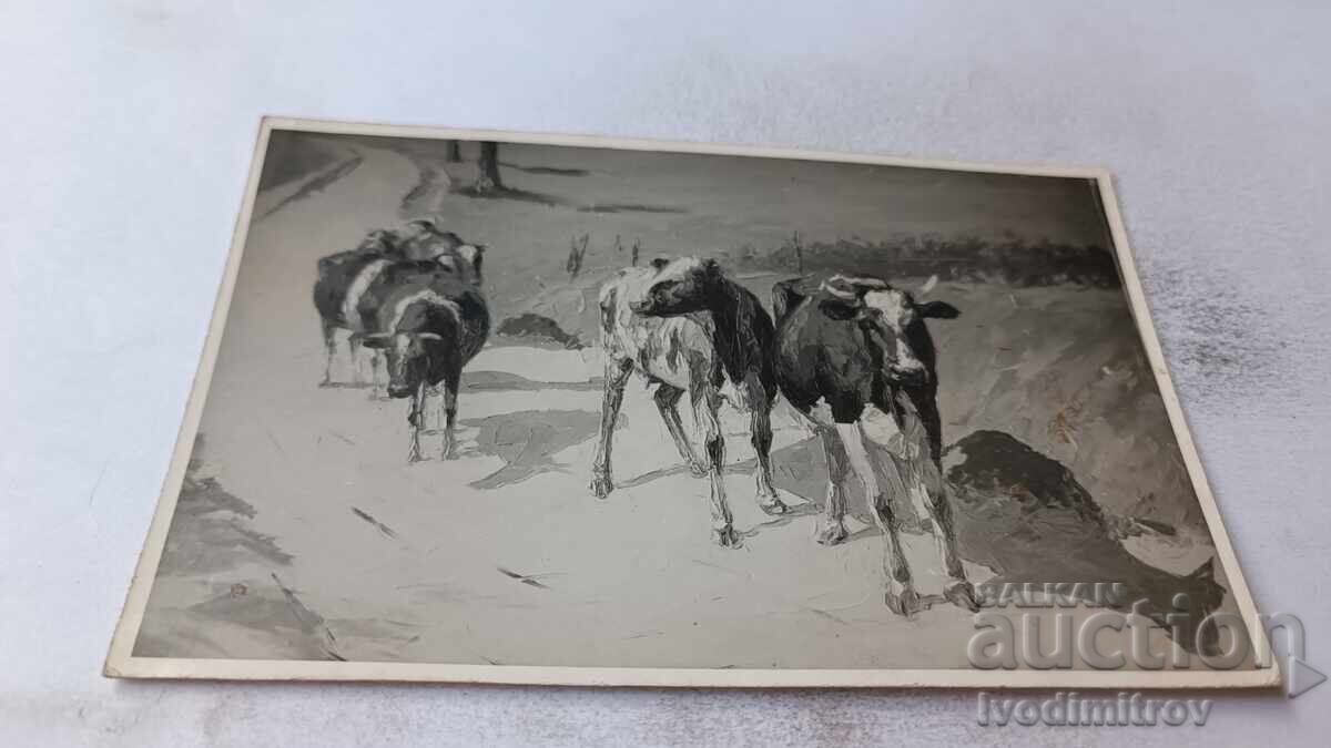 Photograph of Cows on the Road 1940 Photograph of Cows on the Road 1940