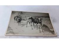 Photograph of Cows on the Road 1940