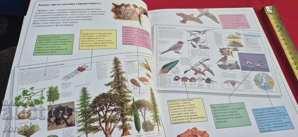 Παράδοση ZHIVIYAT SVYAT - ΕΙΚΟΝΟΓΡΑΦΗΜΕΝΗ ΕΓΚΥΚΛΟΠΑΙΔΕΙΑ - ΜΠΡΑΪΑΝ ΓΟΥΙΛΙΑΜΣ