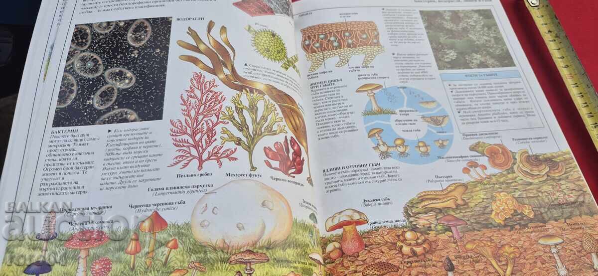 ZHIVIYAT SVYAT - ΕΙΚΟΝΟΓΡΑΦΗΜΕΝΗ ΕΓΚΥΚΛΟΠΑΙΔΕΙΑ - ΜΠΡΑΪΑΝ ΓΟΥΙΛΙΑΜΣ - 5