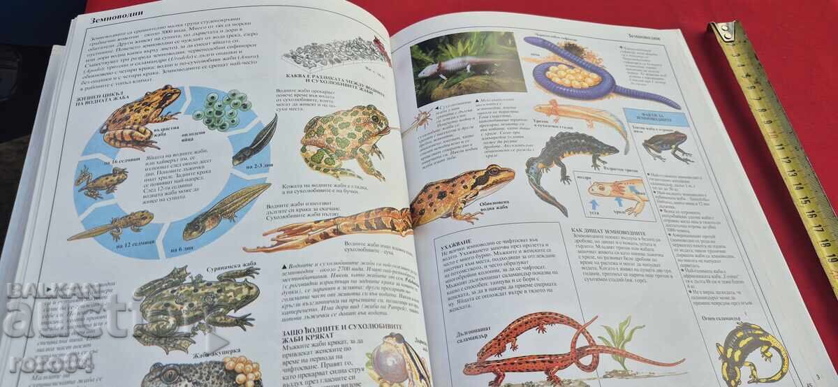 ZHIVIYAT SVYAT - ΕΙΚΟΝΟΓΡΑΦΗΜΕΝΗ ΕΓΚΥΚΛΟΠΑΙΔΕΙΑ - ΜΠΡΑΪΑΝ ΓΟΥΙΛΙΑΜΣ - 7