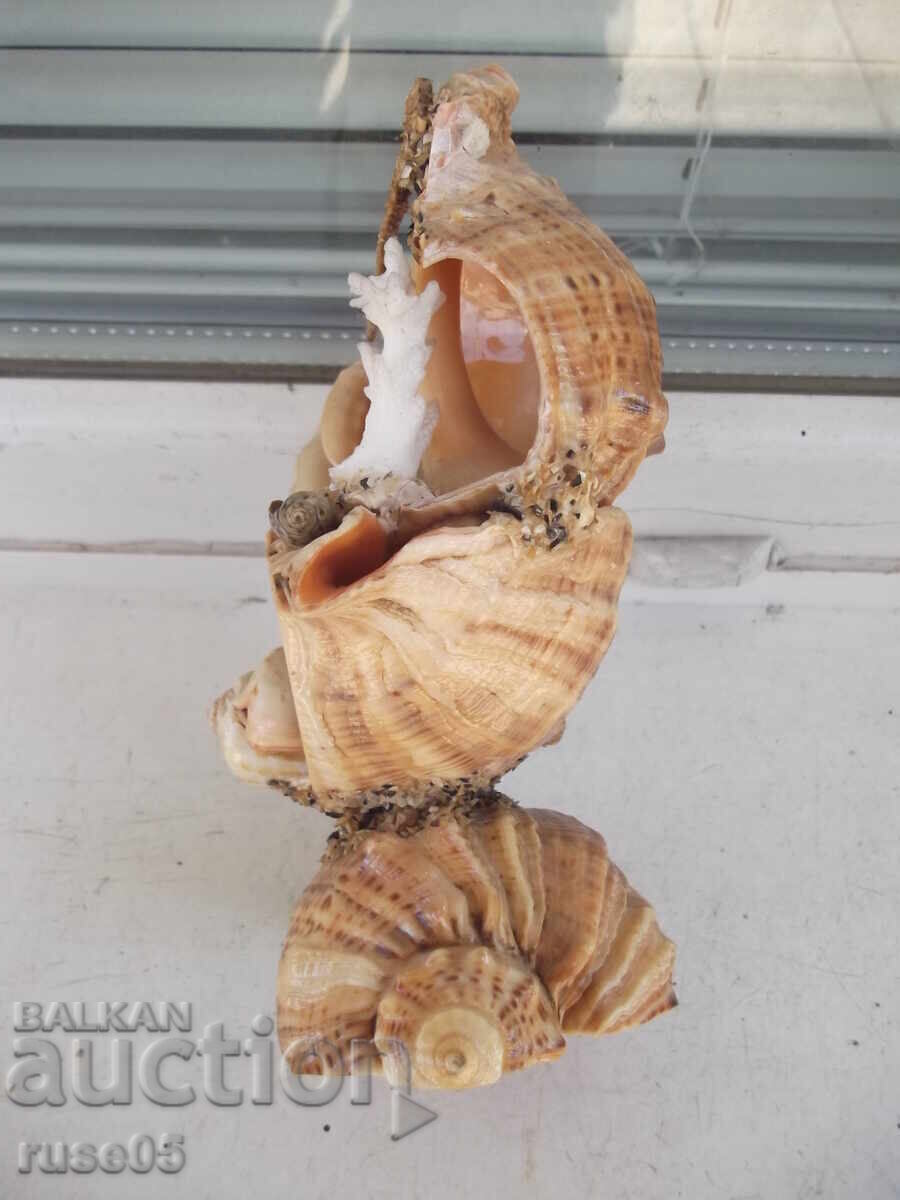 Figură din fructe de mare - 5