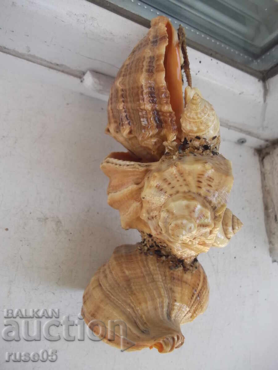 Figură din fructe de mare - 6