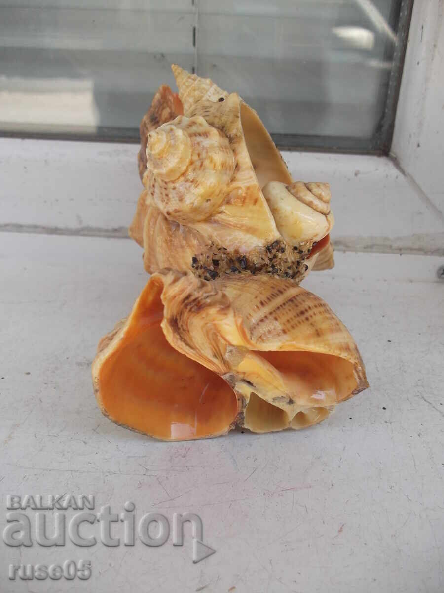 Figură din fructe de mare - 7