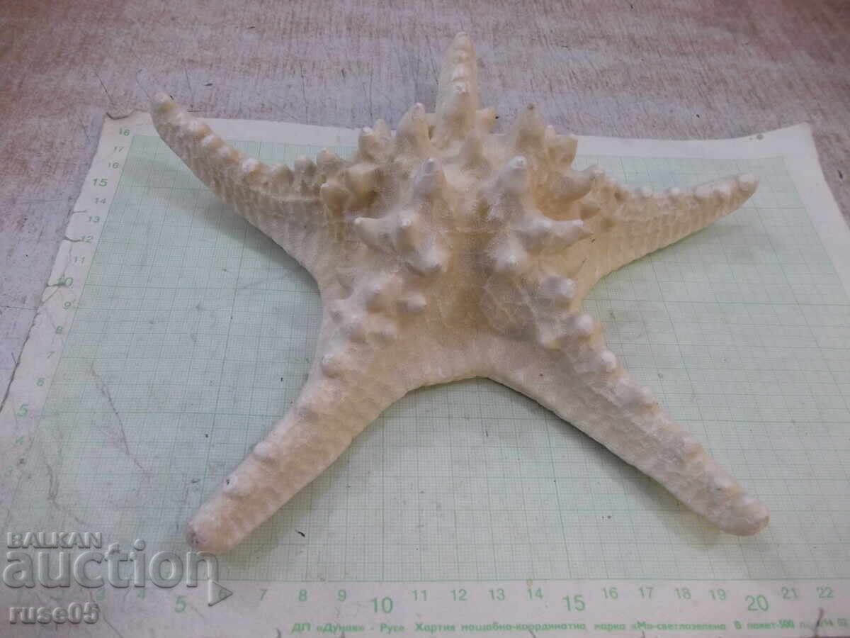 Stea de mare - 6 cu preț 20.00 BGN | € 10.23