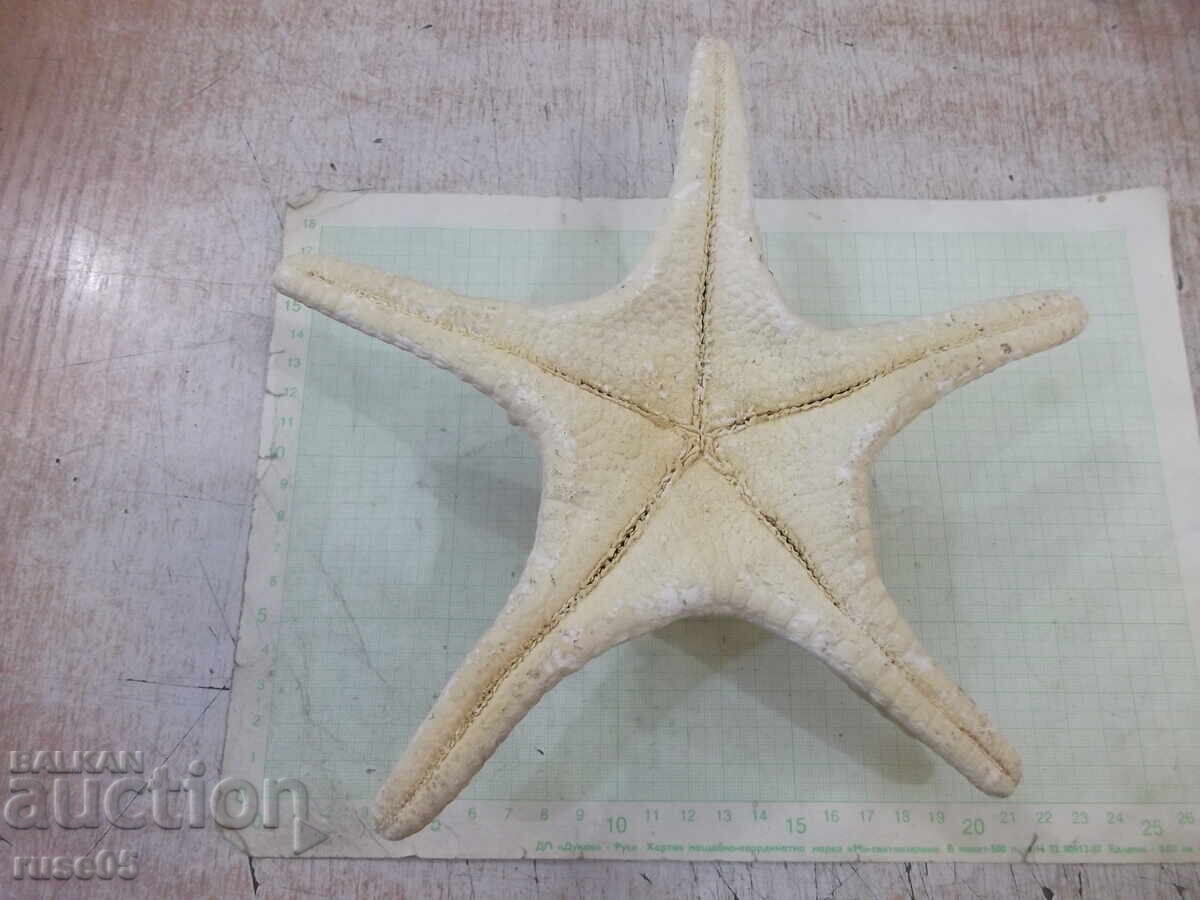 Licitație Stea de mare - 6