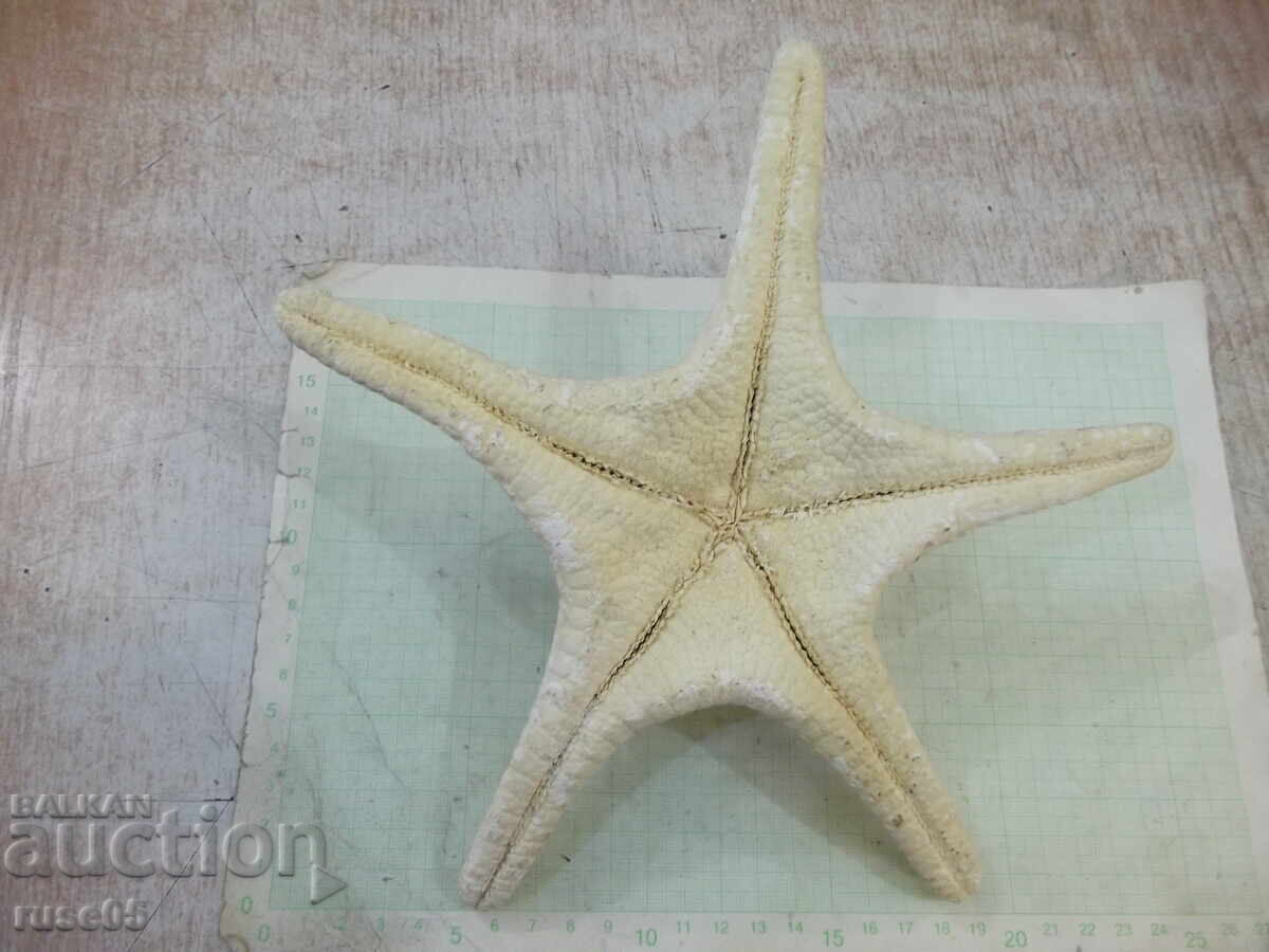 Livrarea Stea de mare - 6