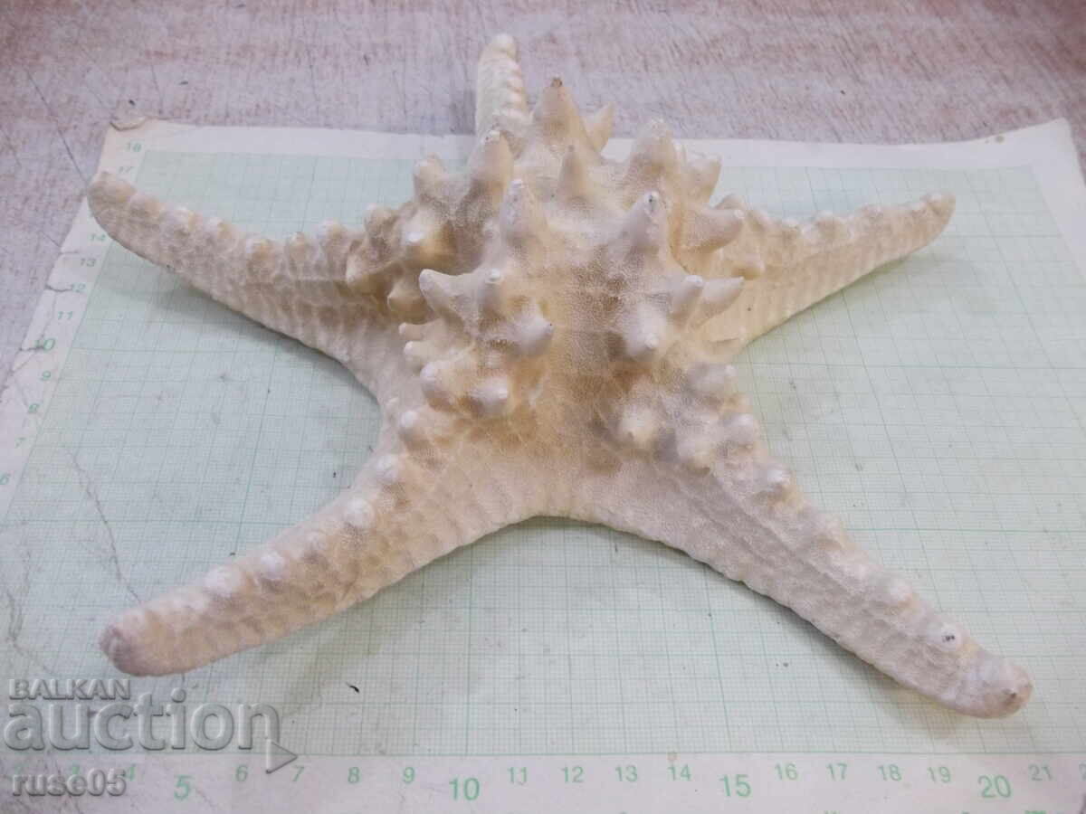 Stea de mare - 6 - 5