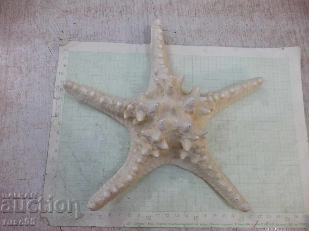 Stea de mare - 6 - 6