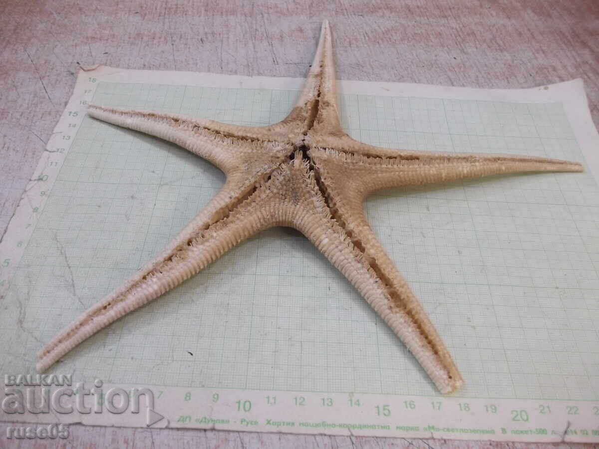 Stea de mare - 7 cu preț 20.00 BGN | € 10.23 Stea de mare - 7 cu preț 20.00 BGN | € 10.23