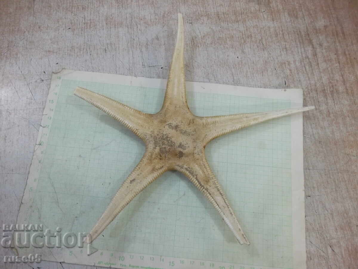 Licitație Stea de mare - 7 Licitație Stea de mare - 7