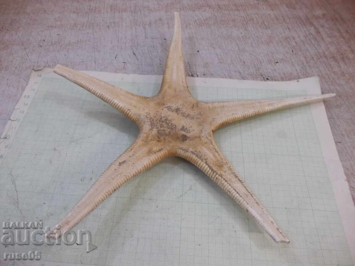 Livrarea Stea de mare - 7 Livrarea Stea de mare - 7