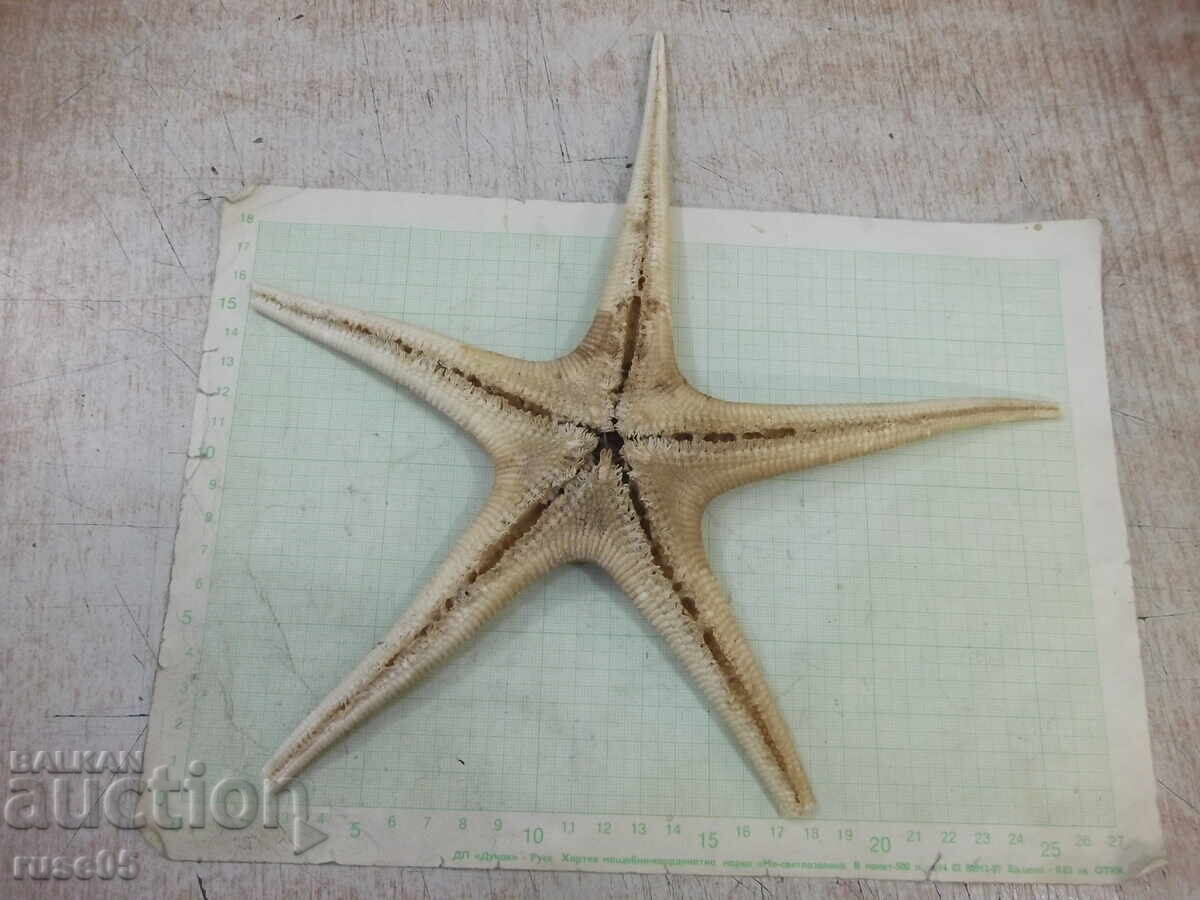 Stea de mare - 7 Stea de mare - 7