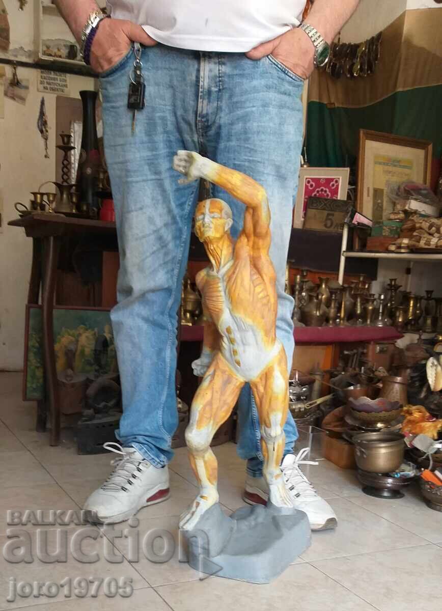 Анатомичен модел човешка мускулатура 70 -те години с цена 400.00 лв. | € 204.52