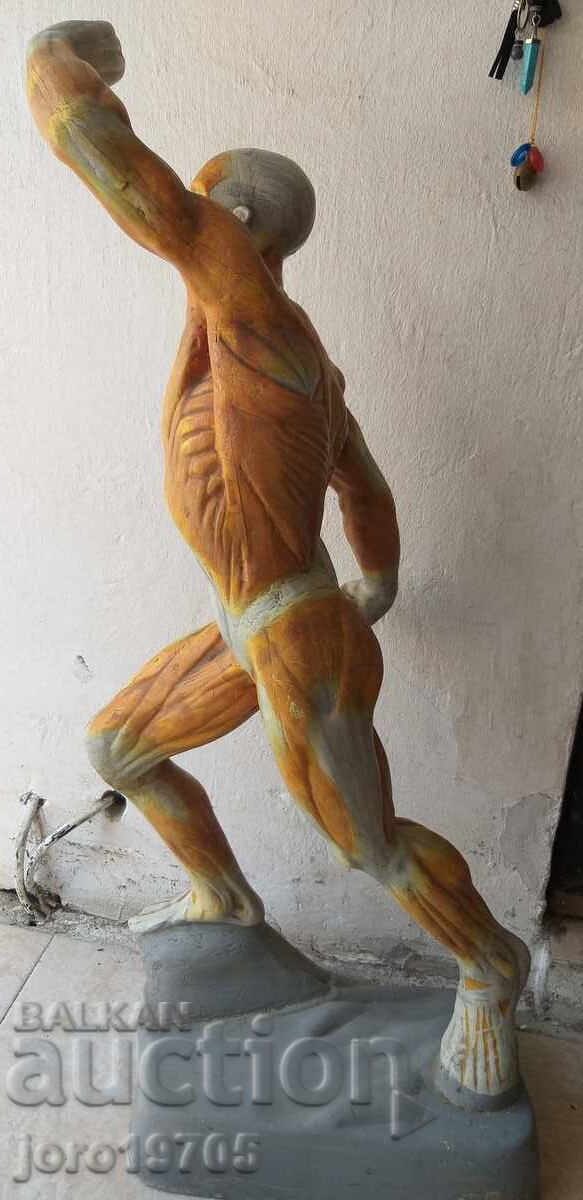 Аукцион Анатомичен модел човешка мускулатура 70 -те години