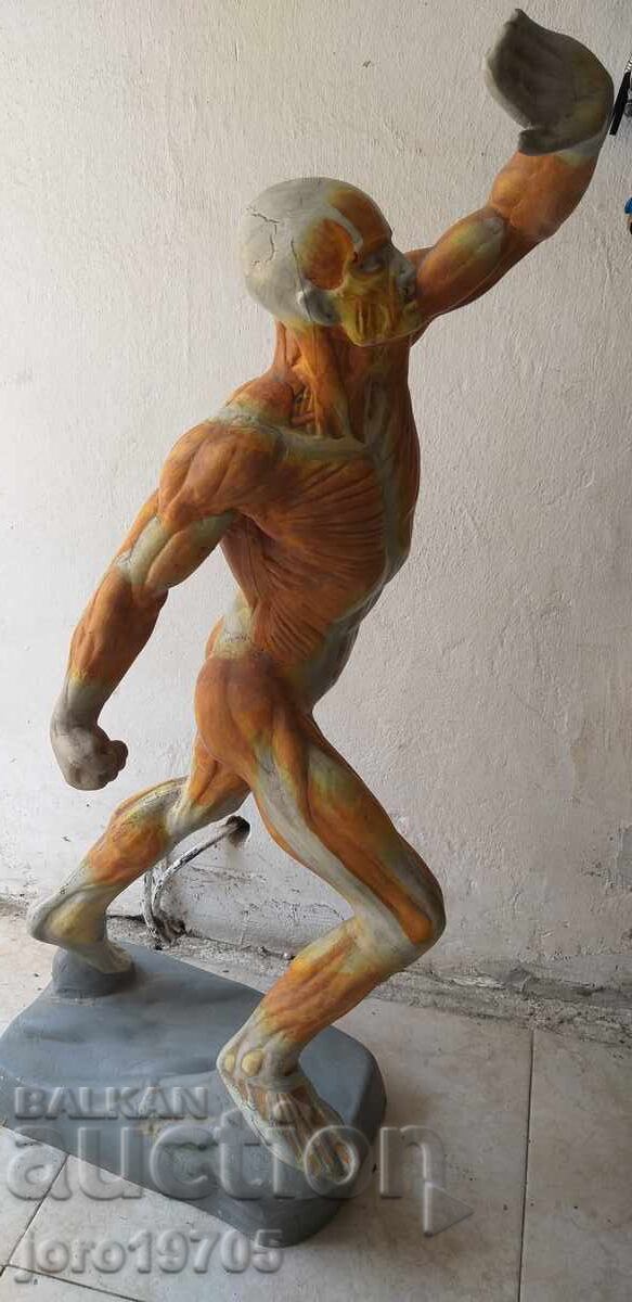 Доставка на Анатомичен модел човешка мускулатура 70 -те години