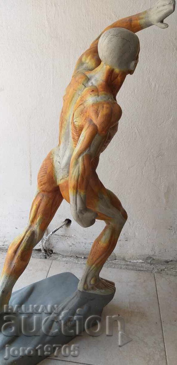 Анатомичен модел човешка мускулатура 70 -те години - 5