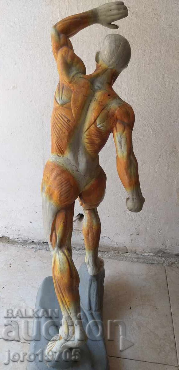 Анатомичен модел човешка мускулатура 70 -те години - 6