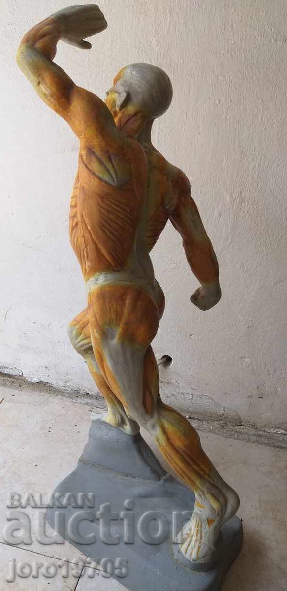 Анатомичен модел човешка мускулатура 70 -те години - 7