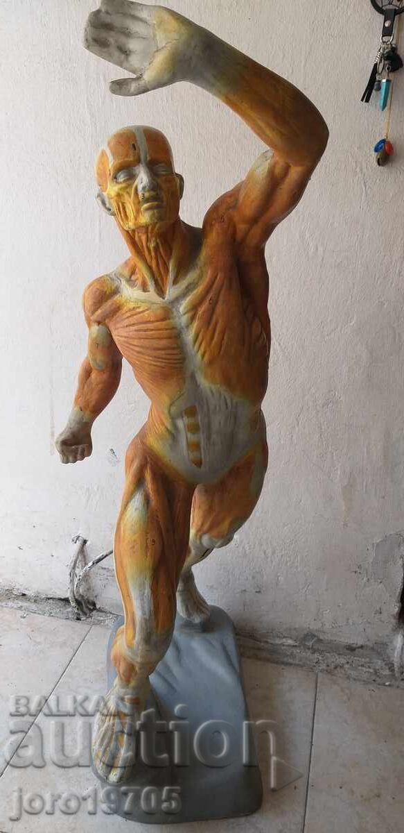 Анатомичен модел човешка мускулатура 70 -те години