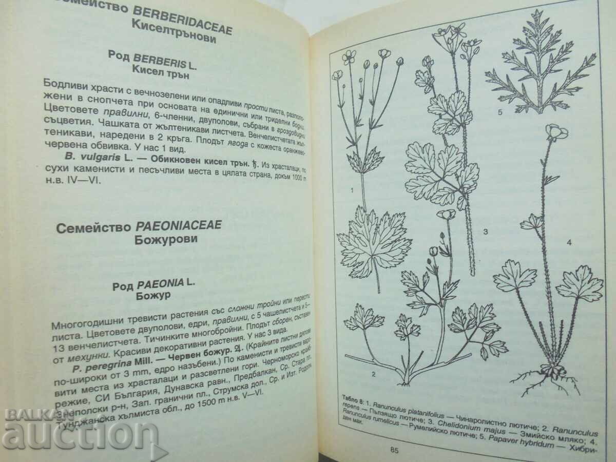 Δημοπρασία Πώς να αναγνωρίζουμε τα φυτά στη φύση μας 1999