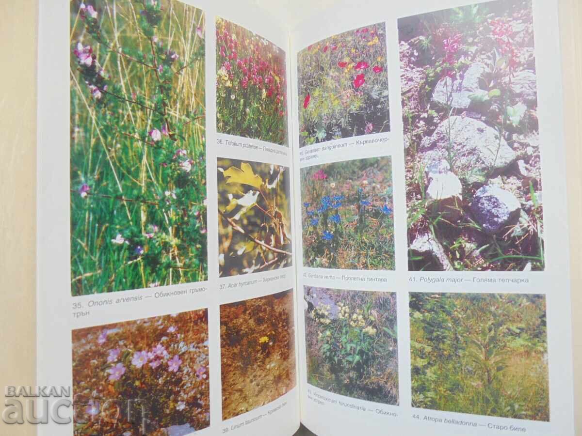 Παράδοση Πώς να αναγνωρίζουμε τα φυτά στη φύση μας 1999