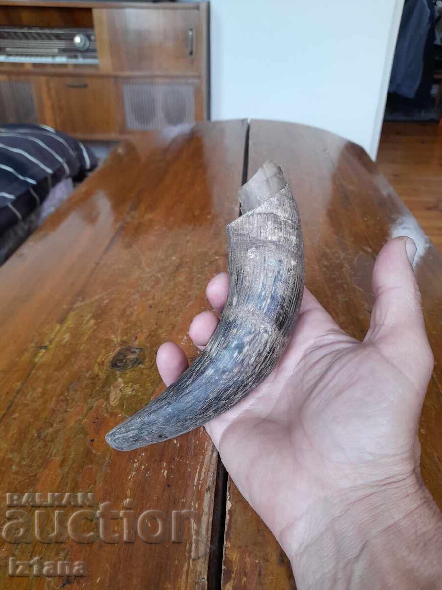Old horn with price 22.00 BGN | € 11.25