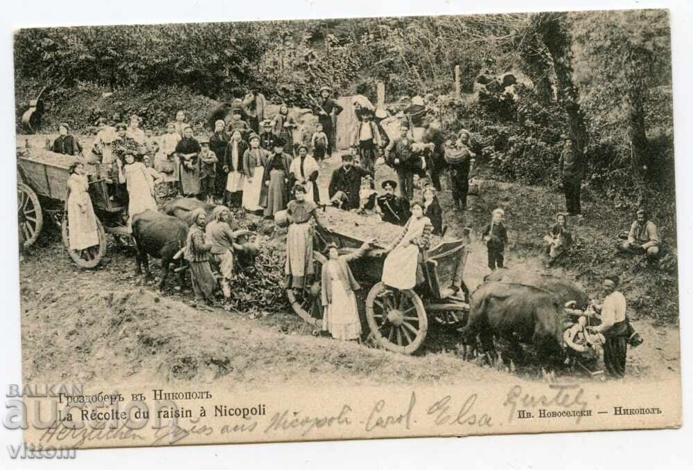 Гроздобер в Никопол ранна картичка етнография Гроздобер в Никопол ранна картичка етнография