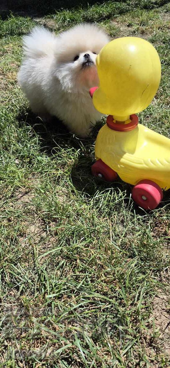 Nu pot traduce "PATE" în română,