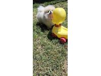 Nu pot traduce "PATE" în română,