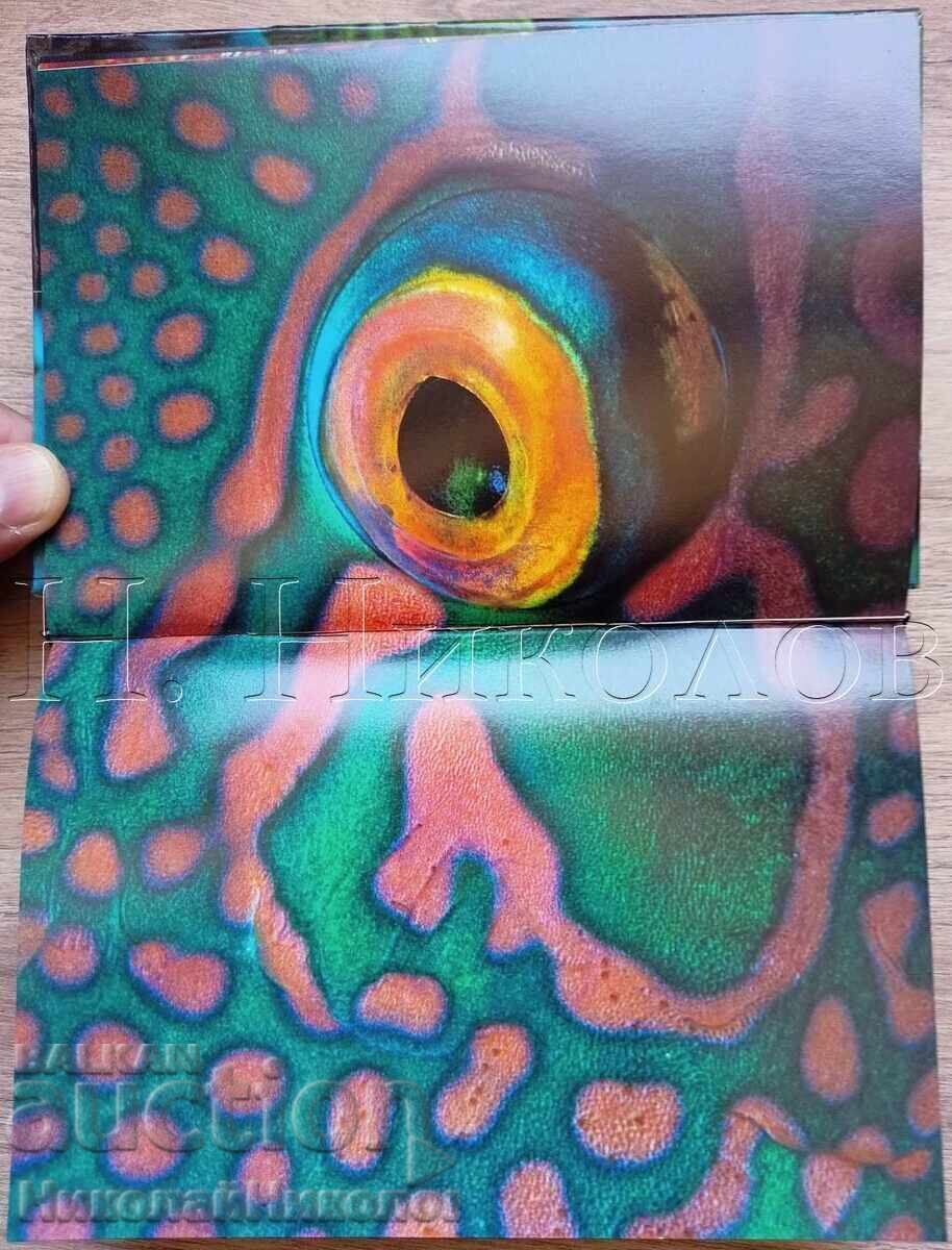 CARTE VECHE FRANCEZĂ ALBUM PEȘTI OCHII MĂRII K034 - 5
