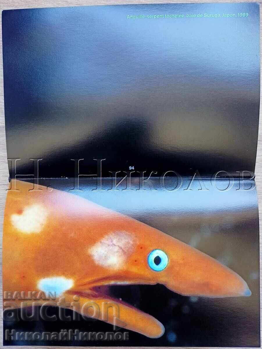 ΠΑΛΙΟ ΓΑΛΛΙΚΟ ΒΙΒΛΙΟ ΑΛΜΠΟΥΜ ΨΑΡΙΑ ΤΑ ΜΑΤΙΑ ΤΗΣ ΘΑΛΑΣΣΑΣ Κ034 - 7 ΠΑΛΙΟ ΓΑΛΛΙΚΟ ΒΙΒΛΙΟ ΑΛΜΠΟΥΜ ΨΑΡΙΑ ΤΑ ΜΑΤΙΑ ΤΗΣ ΘΑΛΑΣΣΑΣ Κ034 - 7