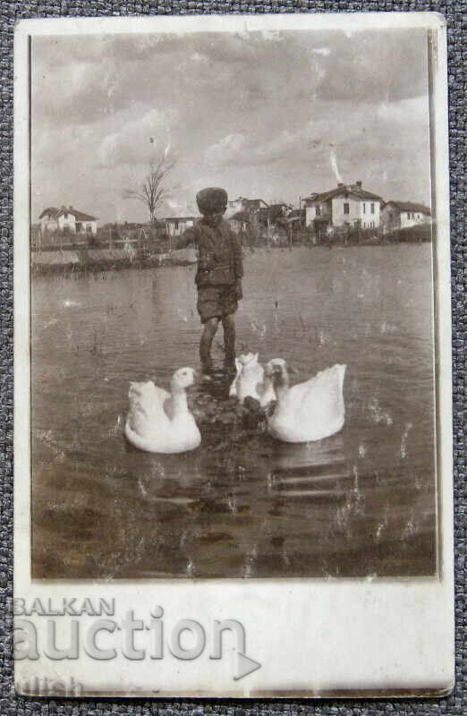Fotografie veche, fotografie copil, lebede