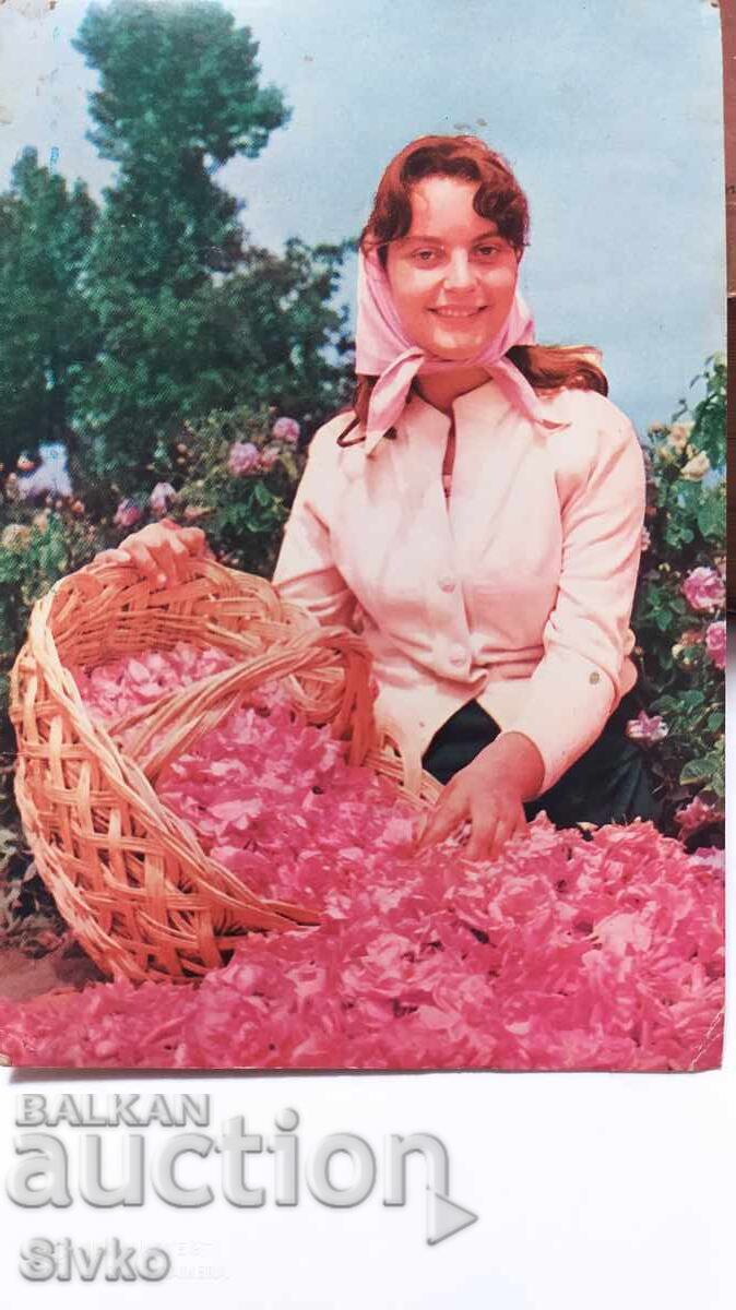 Card de recoltare a trandafirilor socialism