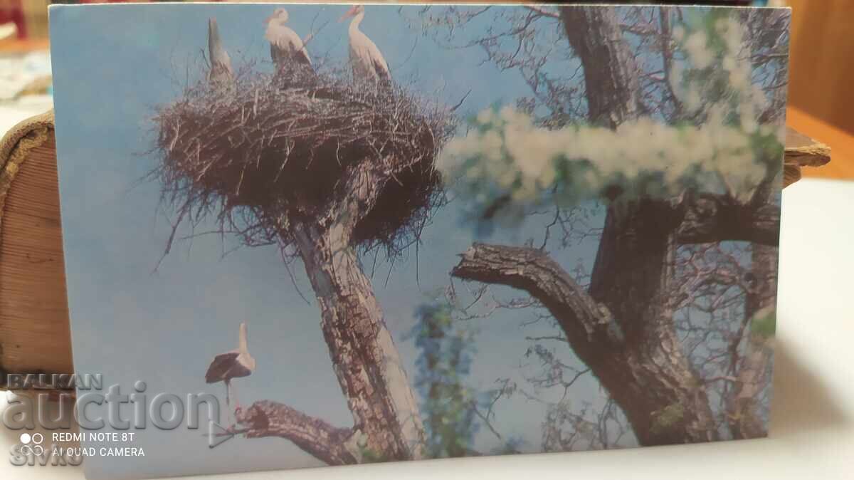 Κάρτα Πελαργοί 1977