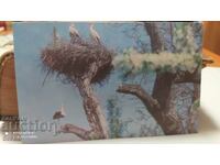 Felicitare Berze 1977