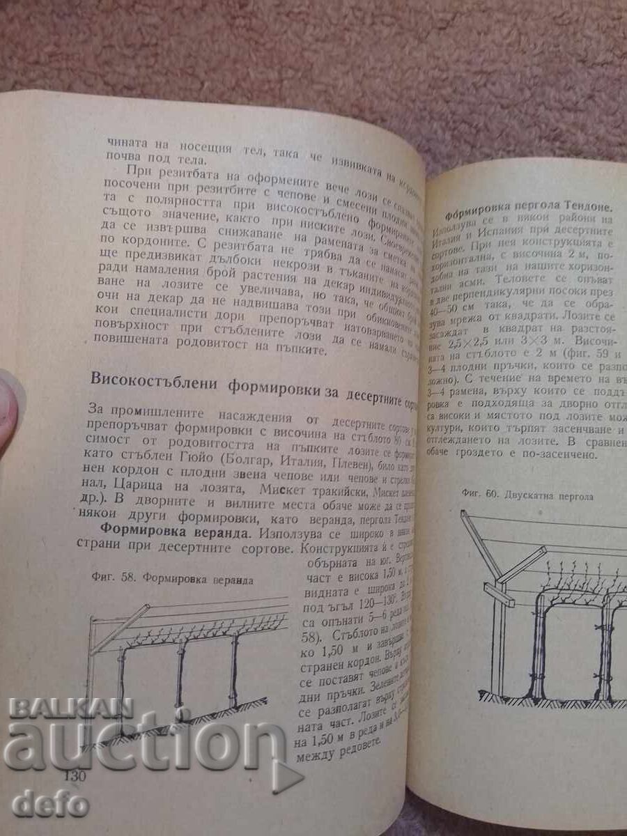 Practică viticolă și vinificație - doc. Mitko Nikov - 5