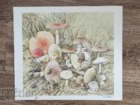 Репродукция от холандската художничка „Маржолайн Бастин"