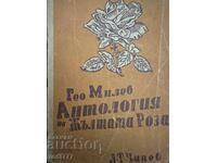 Antologie a trandafirului galben